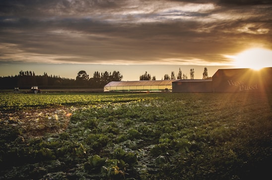 A sunlit field of vibrant vegetables with a rustic farmhouse in the background.