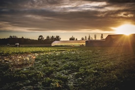 A lush green vegetable farm is illuminated by the warm glow of a setting sun. The sky is filled with dramatic clouds and golden hues, casting beautiful light over the landscape. In the distance, a greenhouse stands near a structure labeled 'Veges Direct', while a tractor can be seen at work among the rows of crops. Tall trees frame the horizon, adding to the serene rural scenery.