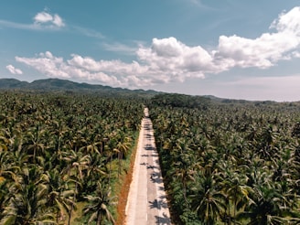 green coconut trees under blue sky
