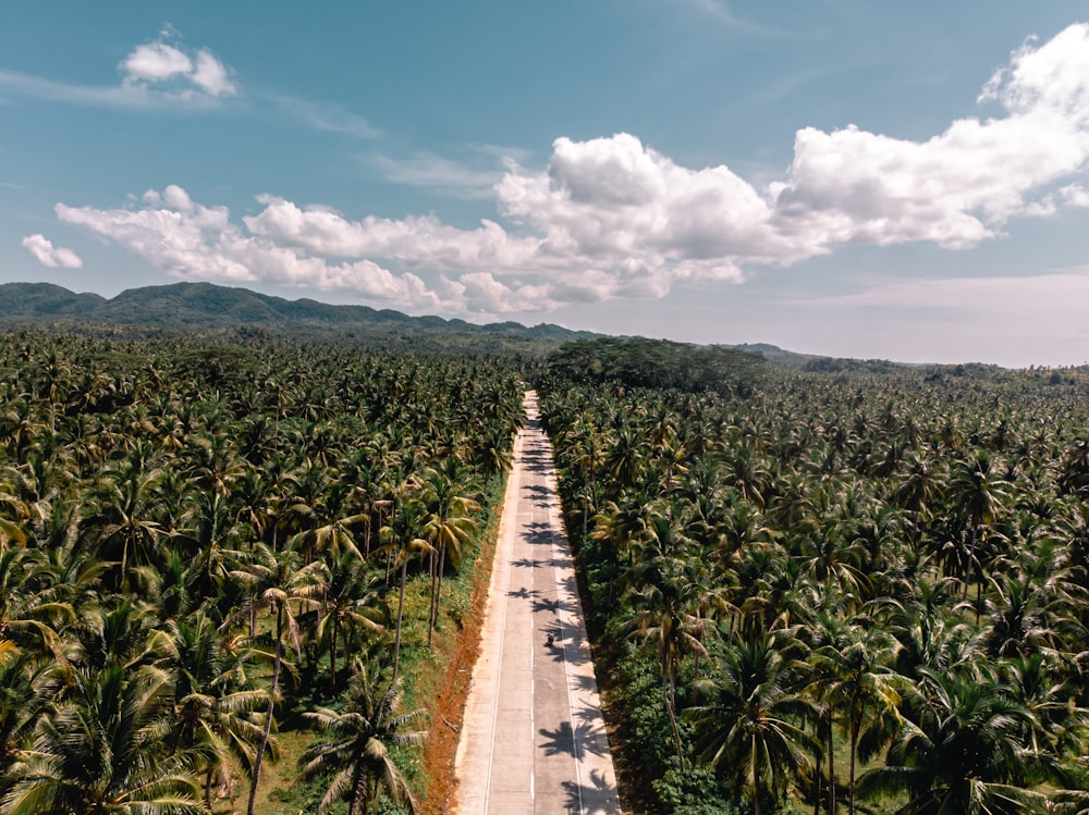 green coconut trees under blue sky