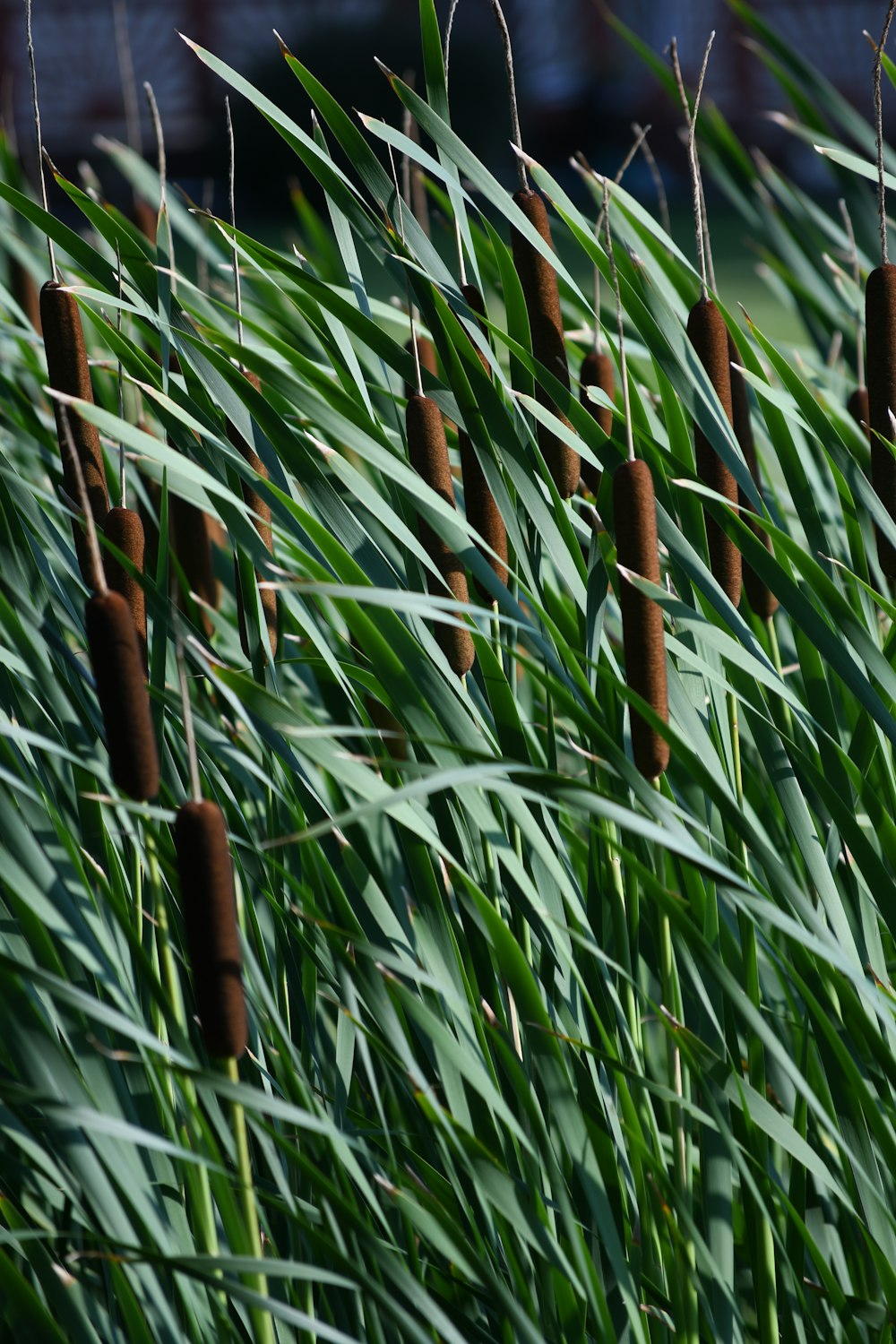 Plantes à feuilles linéaires vertes