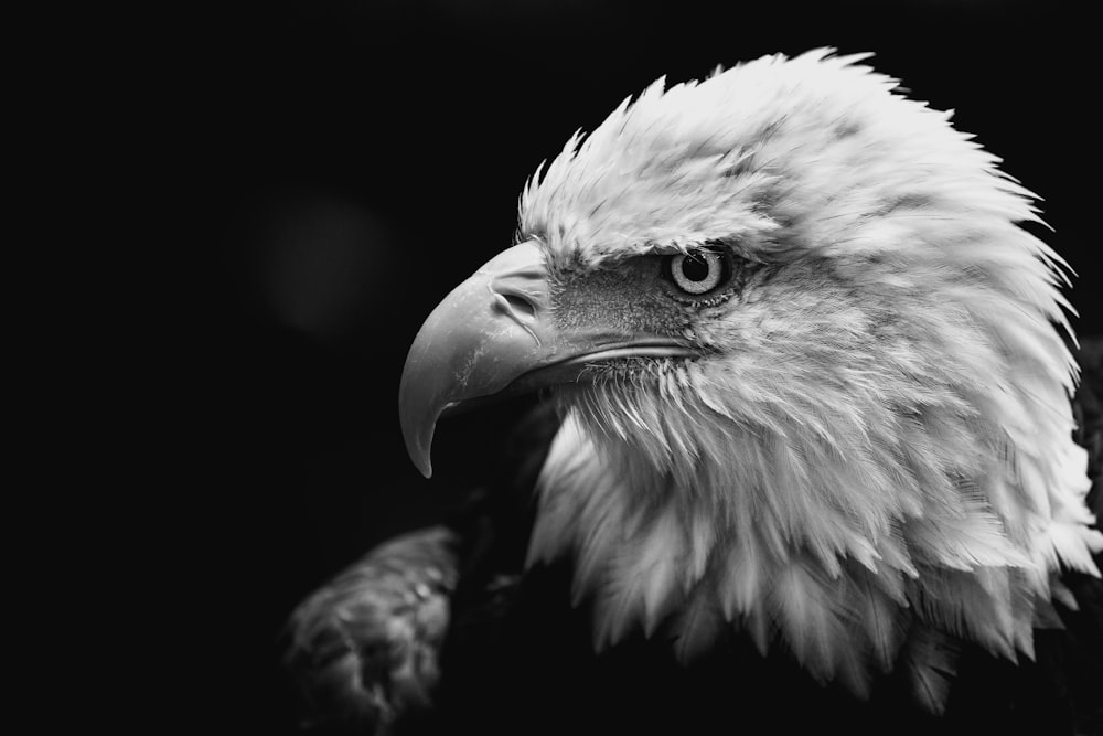 Foto en escala de grises del águila
