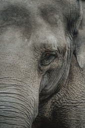 grey elephant close-up photography