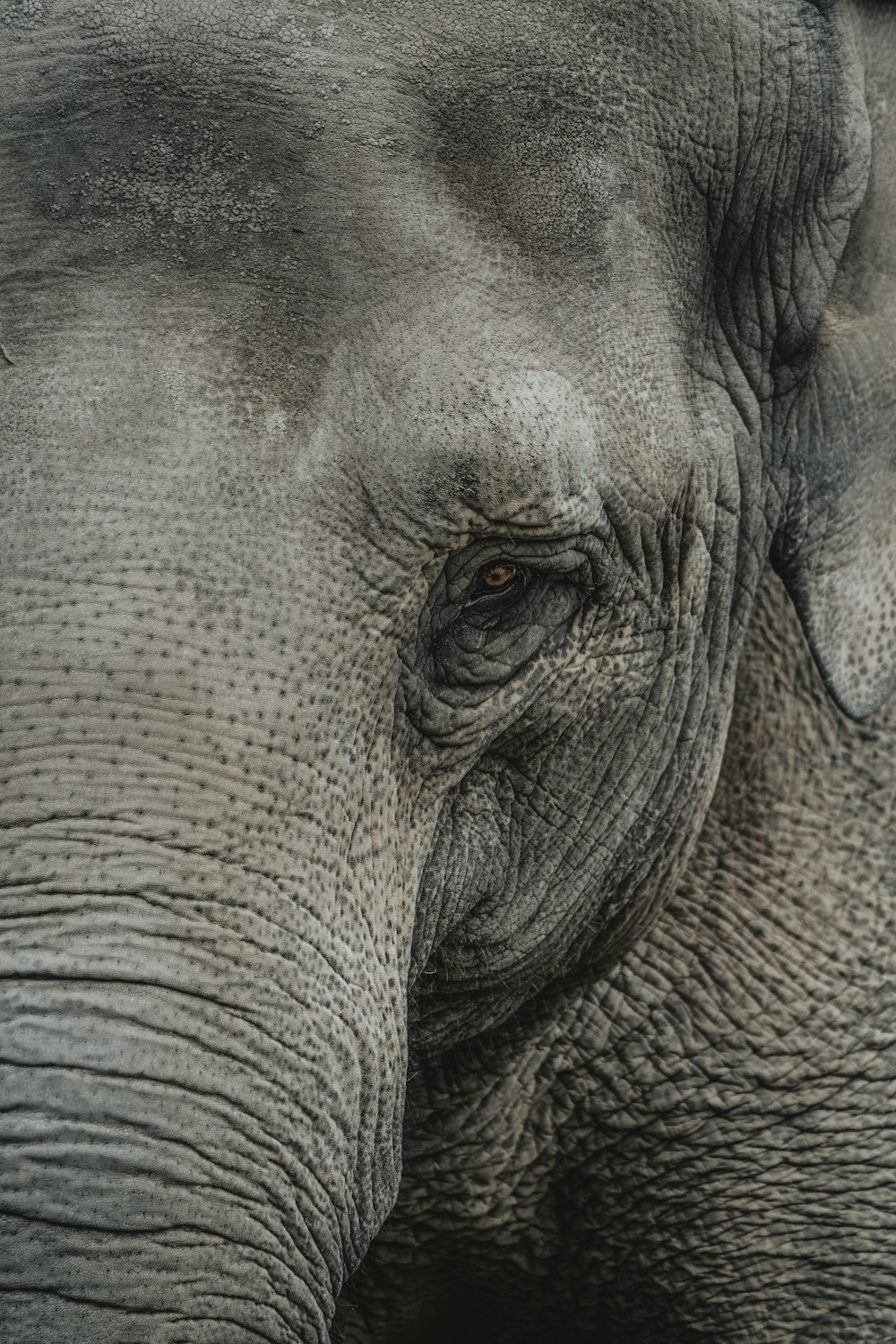 Photographie en gros plan d’éléphant gris