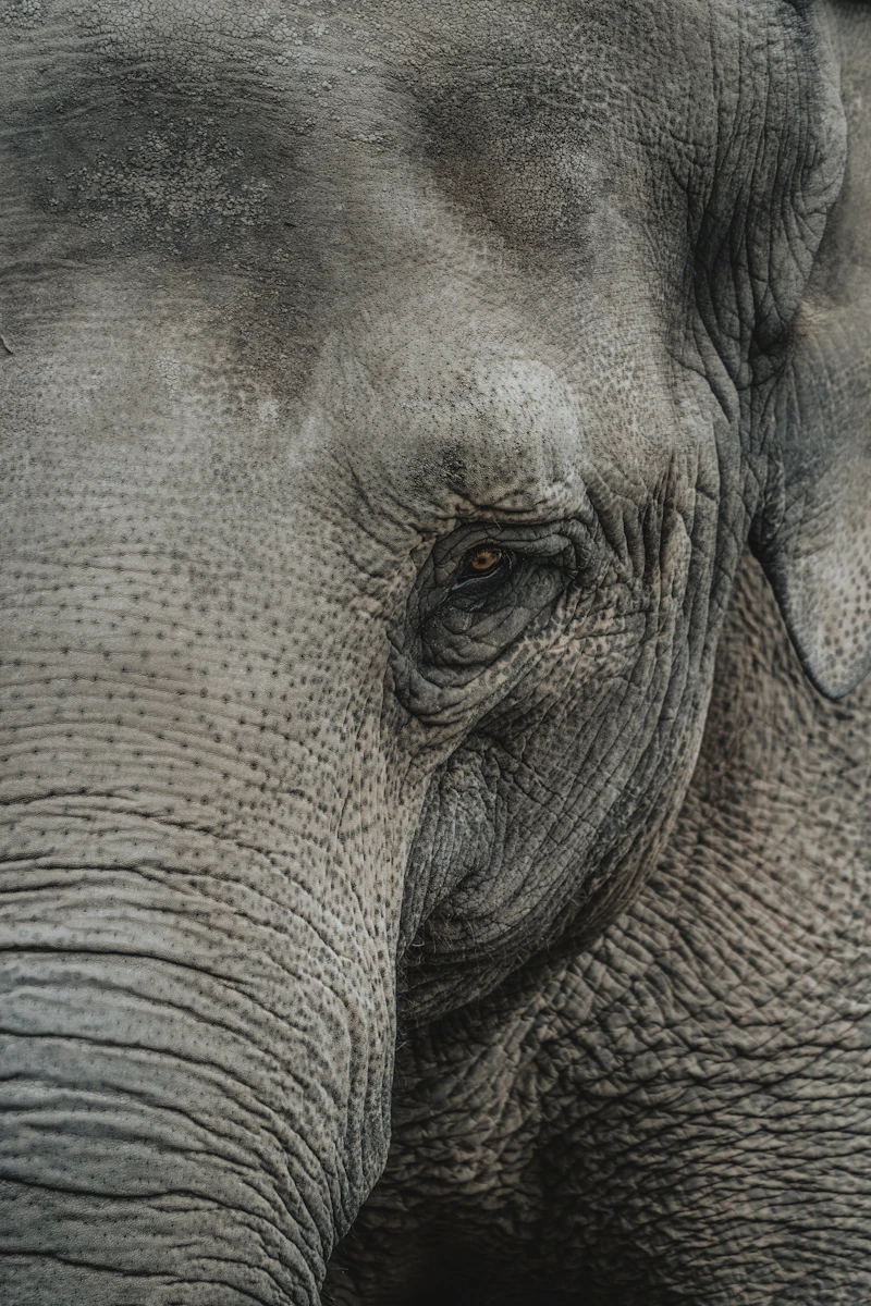 Wildlife benefiting from water conservation