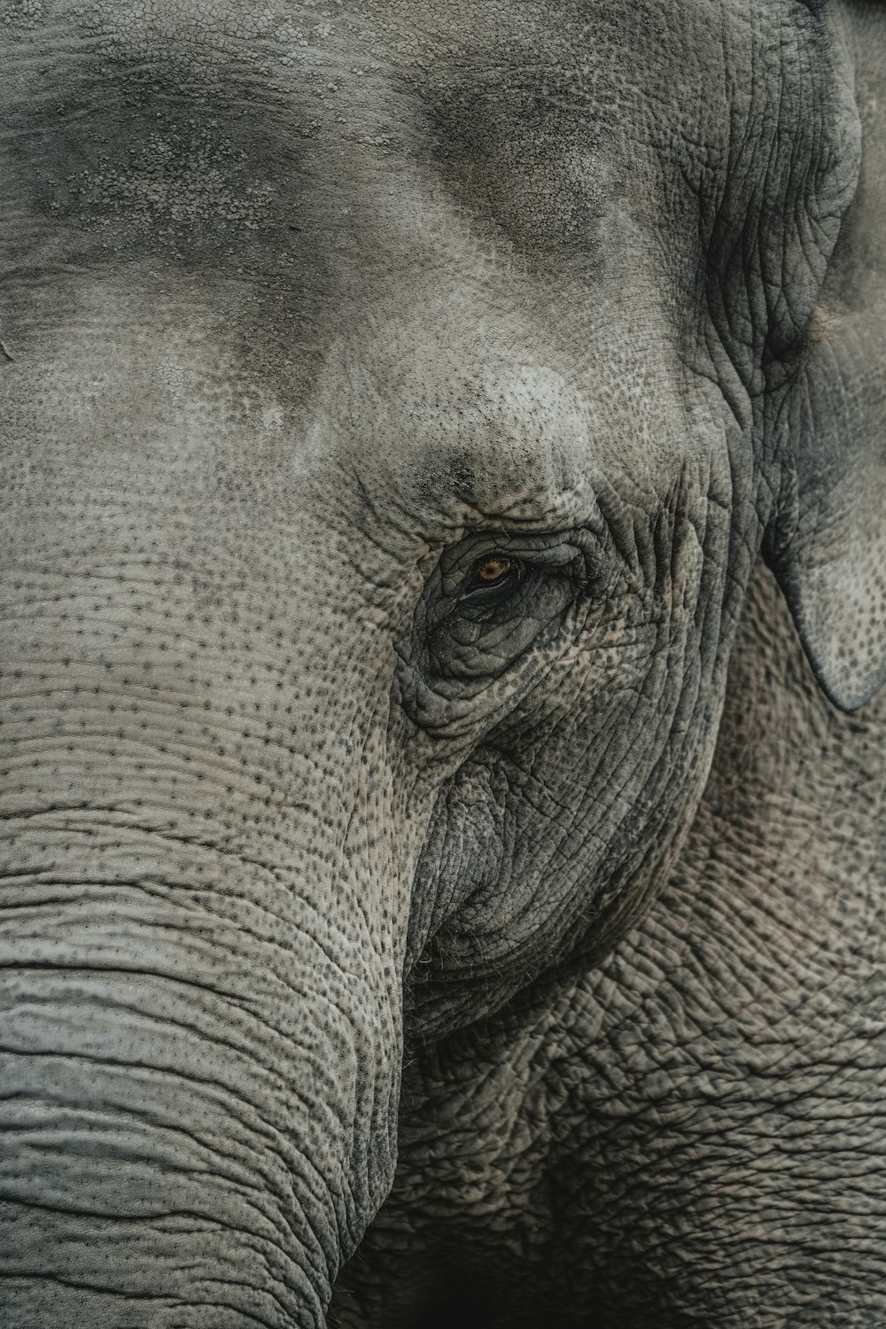 Fotografía de primer plano del elefante gris