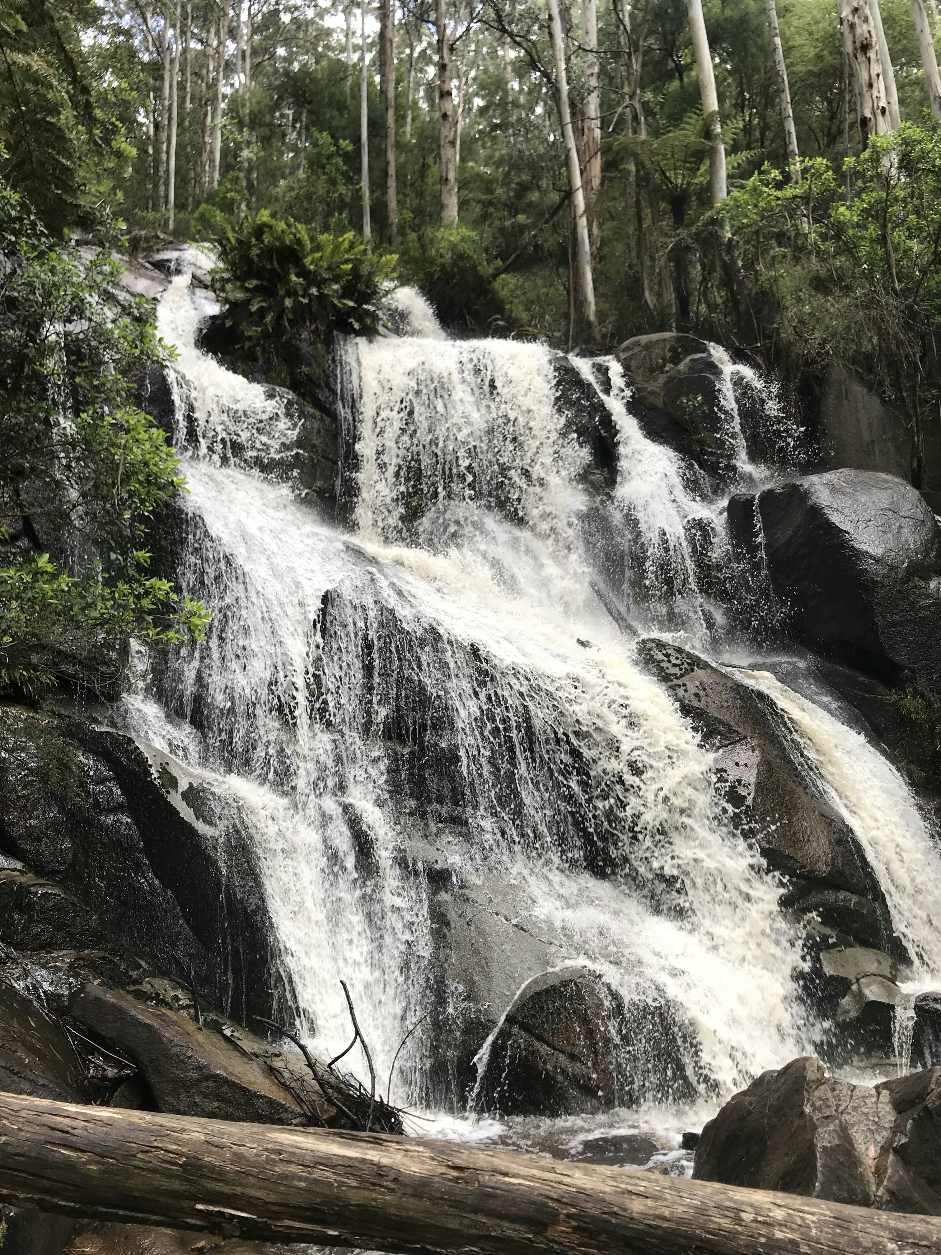 green trees beside waterfalls