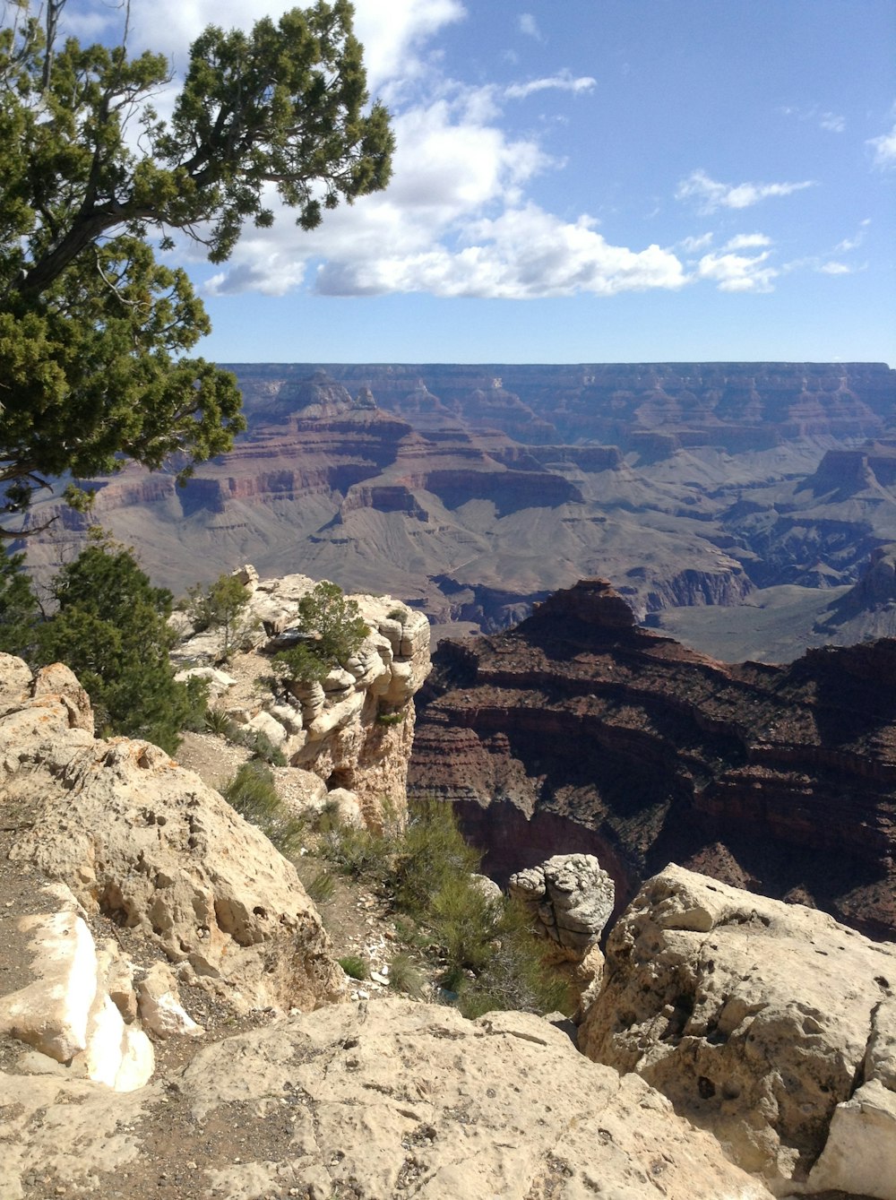 tree standing near cliff on canyon at daytime