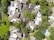 The image is an aerial view of a residential neighborhood featuring multiple houses with brown and gray rooftops. The houses are surrounded by lush green trees and lawns. A cul-de-sac is present in the center with a grassy island. There is a swimming pool on the bottom right corner of the image.