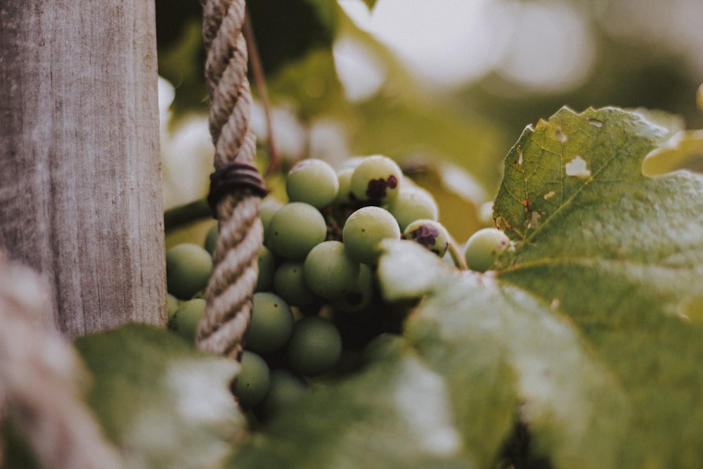 green grapes fruit