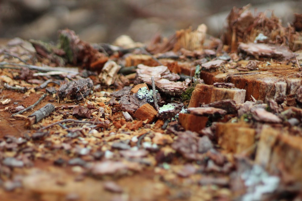 brown dried leaves