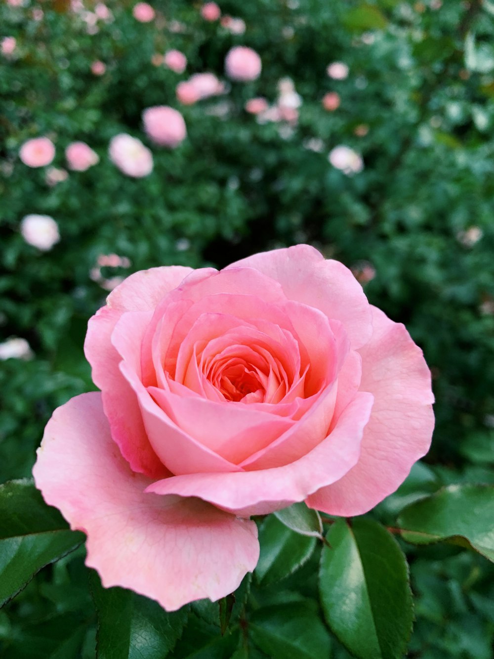 flor rosa en flor