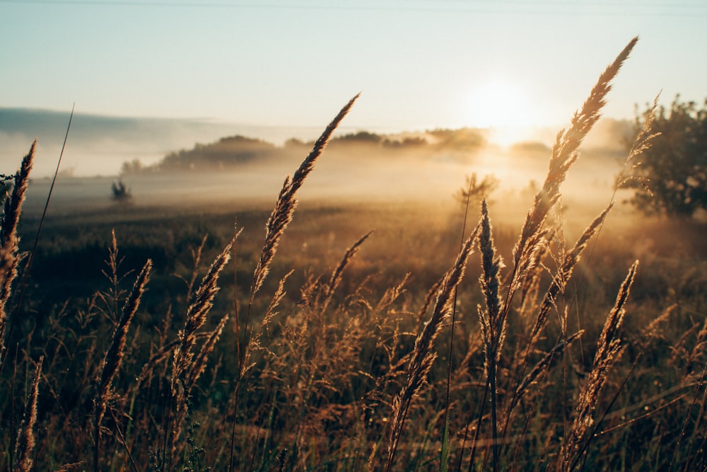 green grasses flowering at the plains during sunset