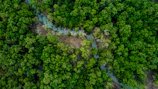 Lush Amazon rainforest canopy with a winding river visible from above.