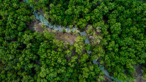 An aerial view of a dense forest canopy with a winding river cutting through the greenery. The lush foliage is vibrant and covers the landscape extensively, creating a rich tapestry of green hues.