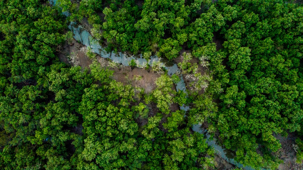 Photo aérienne de la forêt