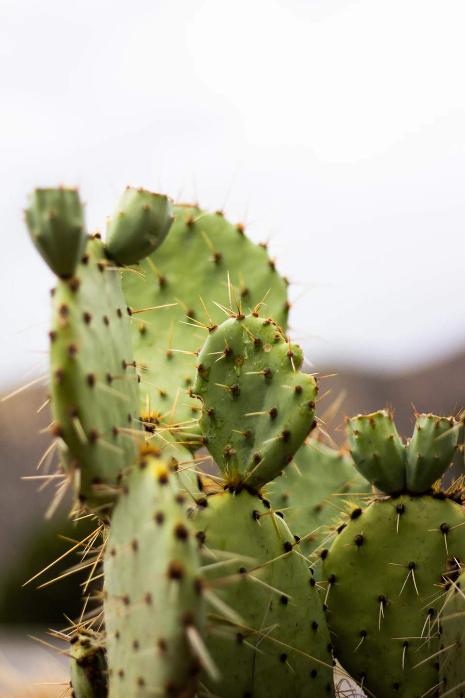 The image shows a close-up view of three cacti plants with spines and green leaves against a gray background. The largest cactus is positioned on the left side, while the other two are located more towards the center and right side of the frame. Each cactus plant has numerous small spines protruding from its surface, adding texture to the scene.
