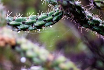 Close-up view of a cactus plant, with vividly green segments covered in sharp thorns. A delicate web is woven between the cactus arms, catching small droplets of water. The background is softly blurred, with hints of green, suggesting a natural setting.