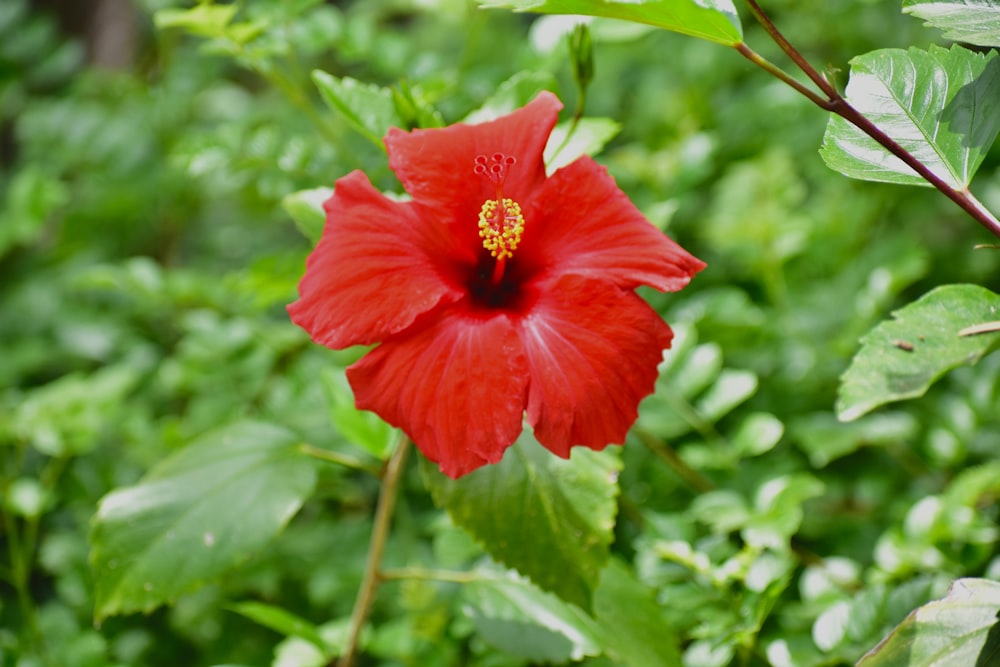 red hibiscus flower