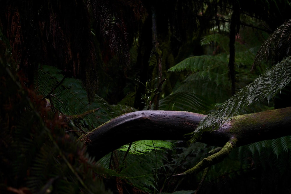 fallen tree surrounded by plants