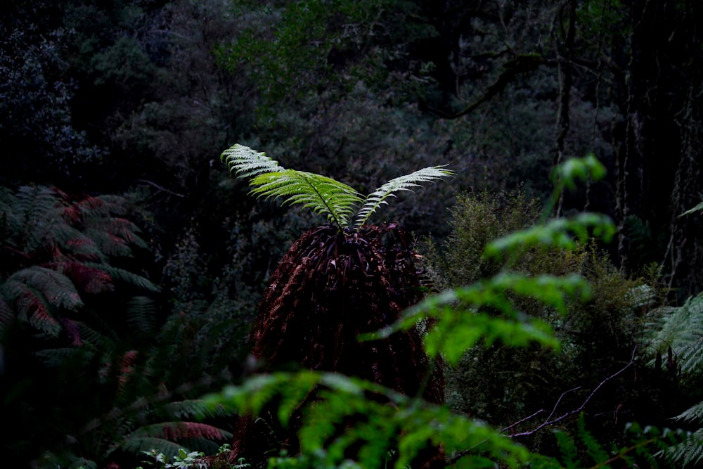 green ferns