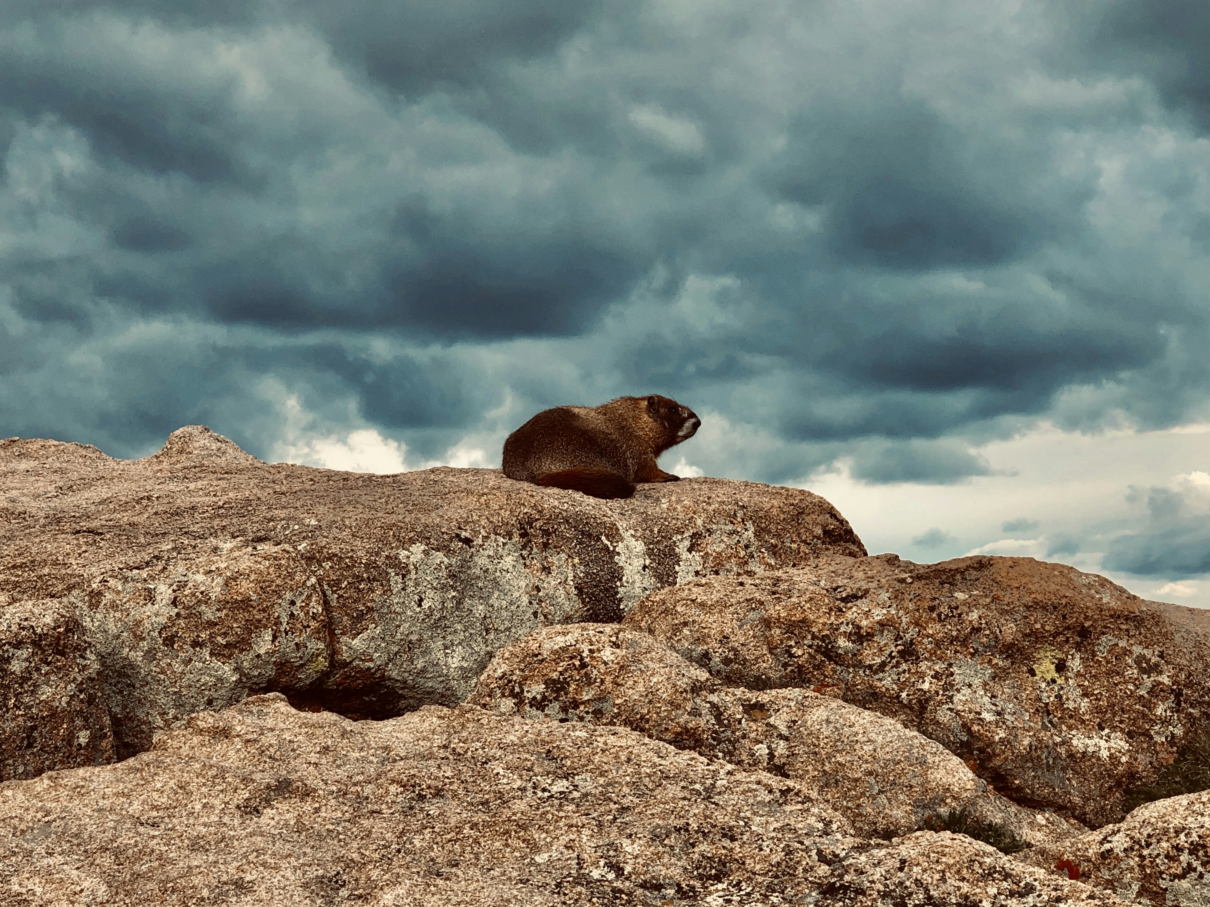 Brown animal on rock photo – Free Mountains Image on Unsplash