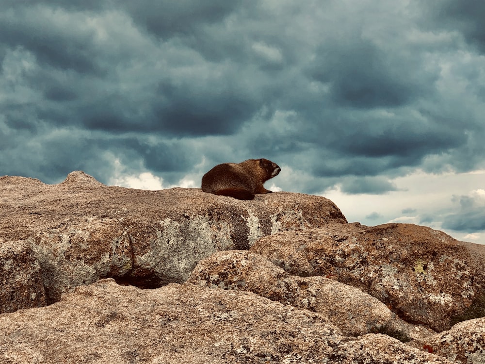 animal brun sur rocher