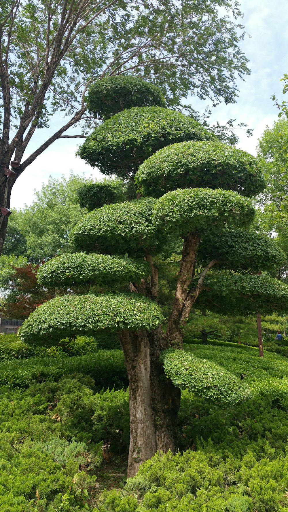 green topiary tree