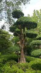 brown tree during daytime