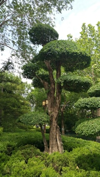 brown tree during daytime