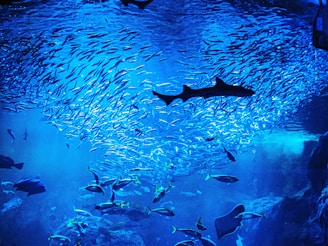 bunch of fish