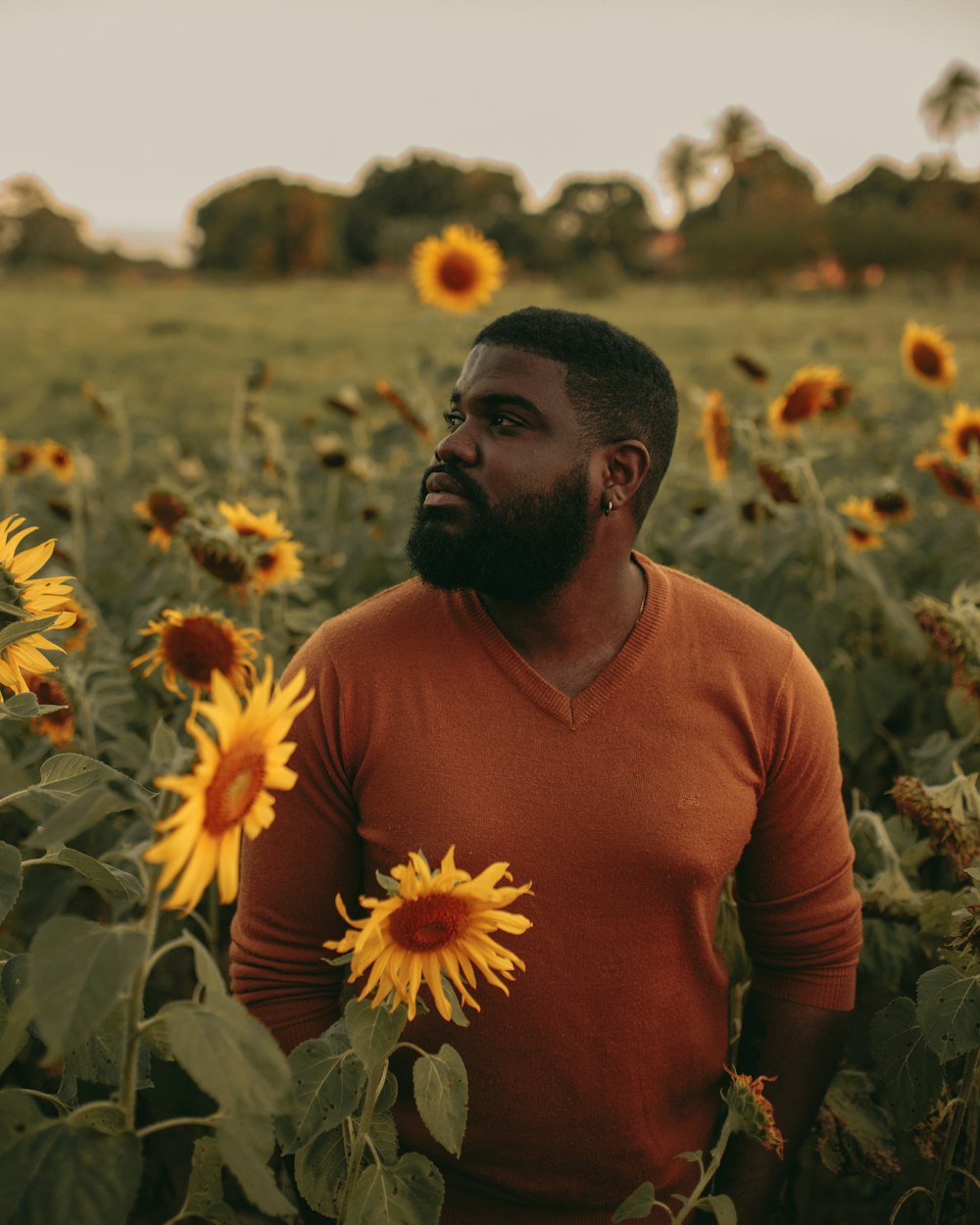 man in brown shirt standing on sunflower field