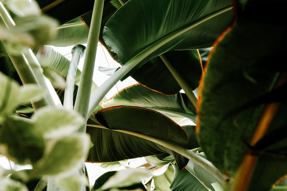 green palm leaves