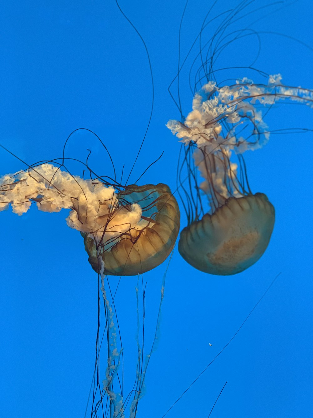 two brown jellyfish