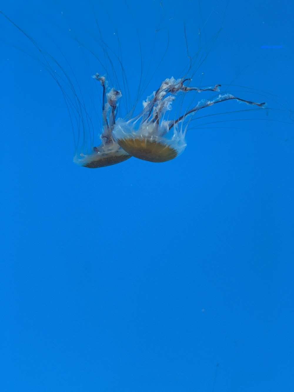 two pink jelly fish