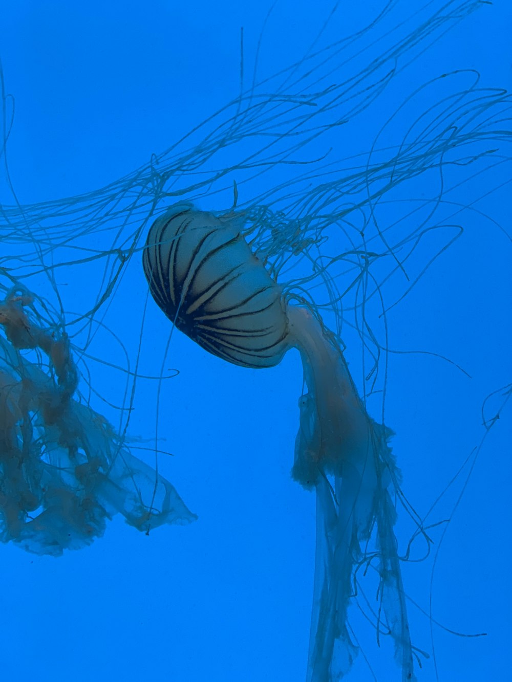 white and black jellyfish