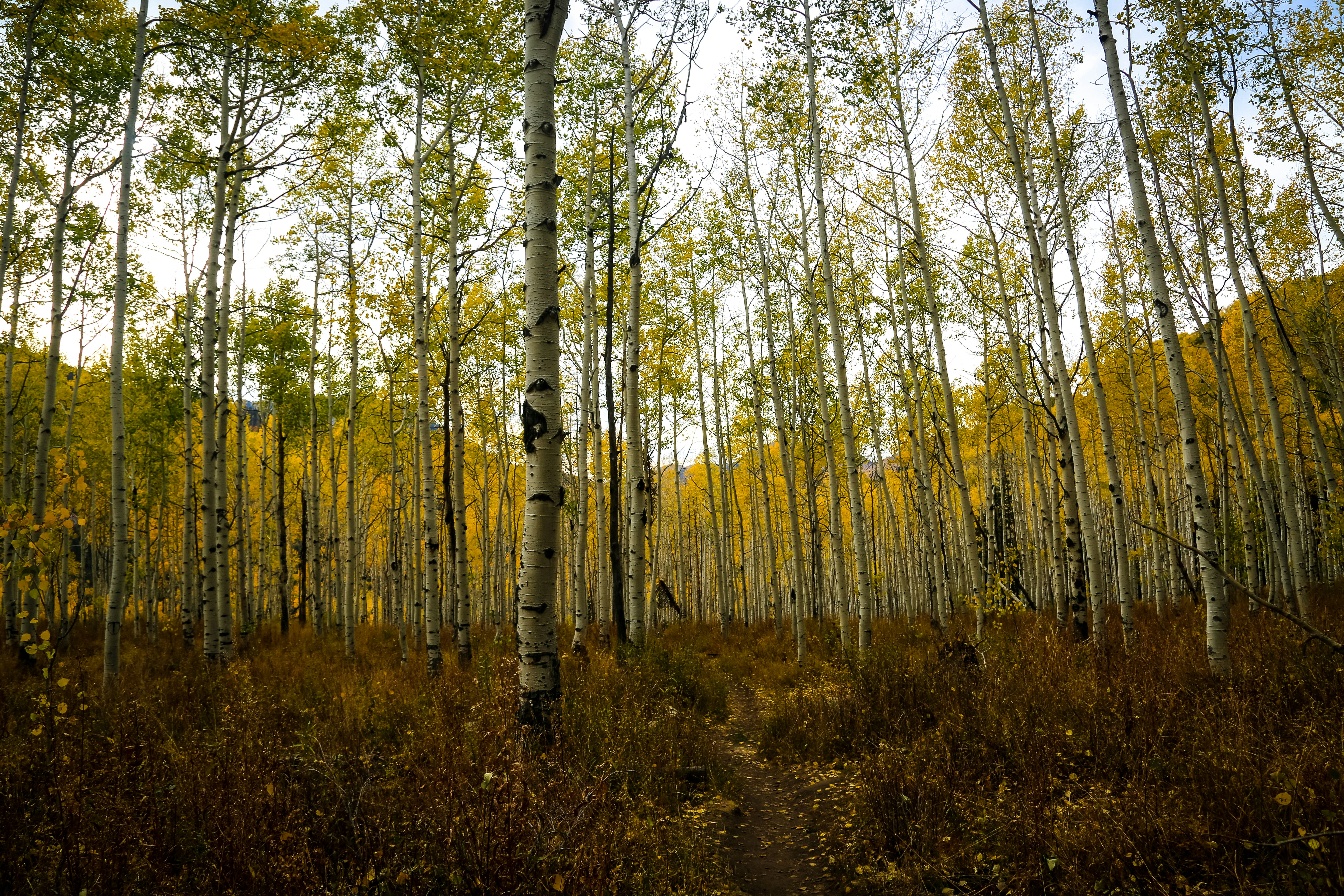 Photo by streuselhaus