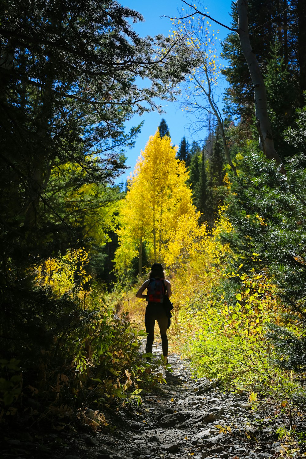 person standing near green field surrounded with tall and green trees under blue skies