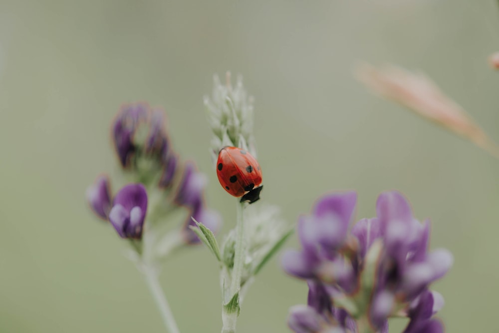 red ladybug in a plant close-up photography