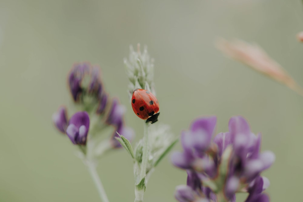 coccinella rossa in una fotografia ravvicinata di una pianta