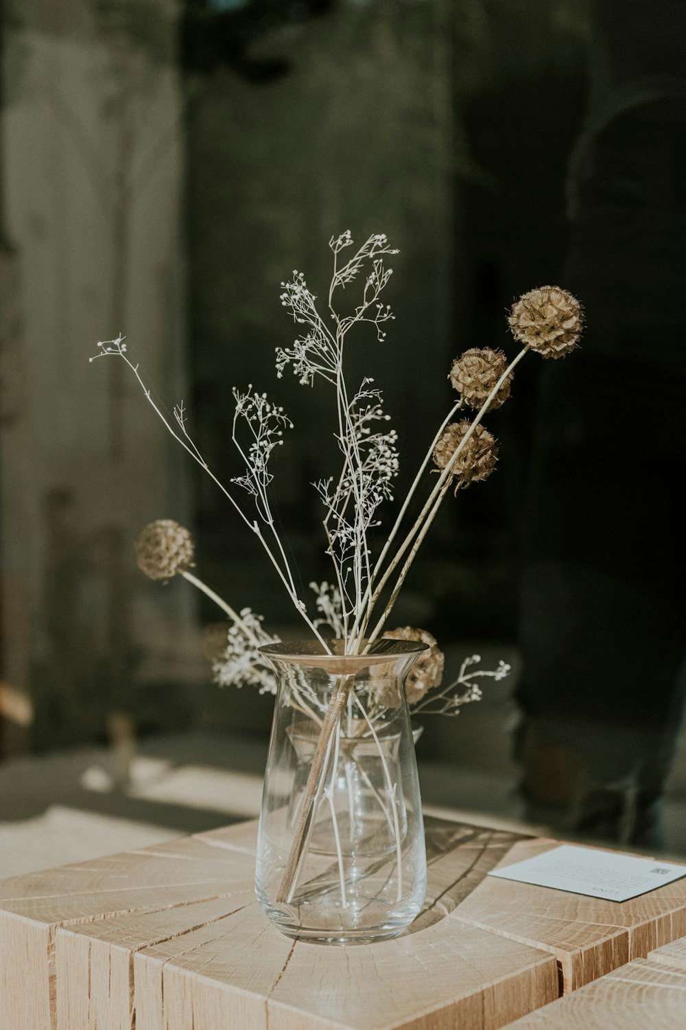 plant in a clear glass vase close-up photography