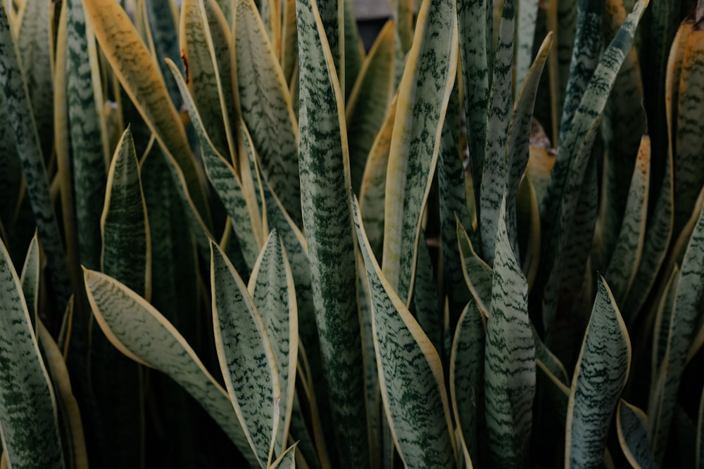 green snake plant