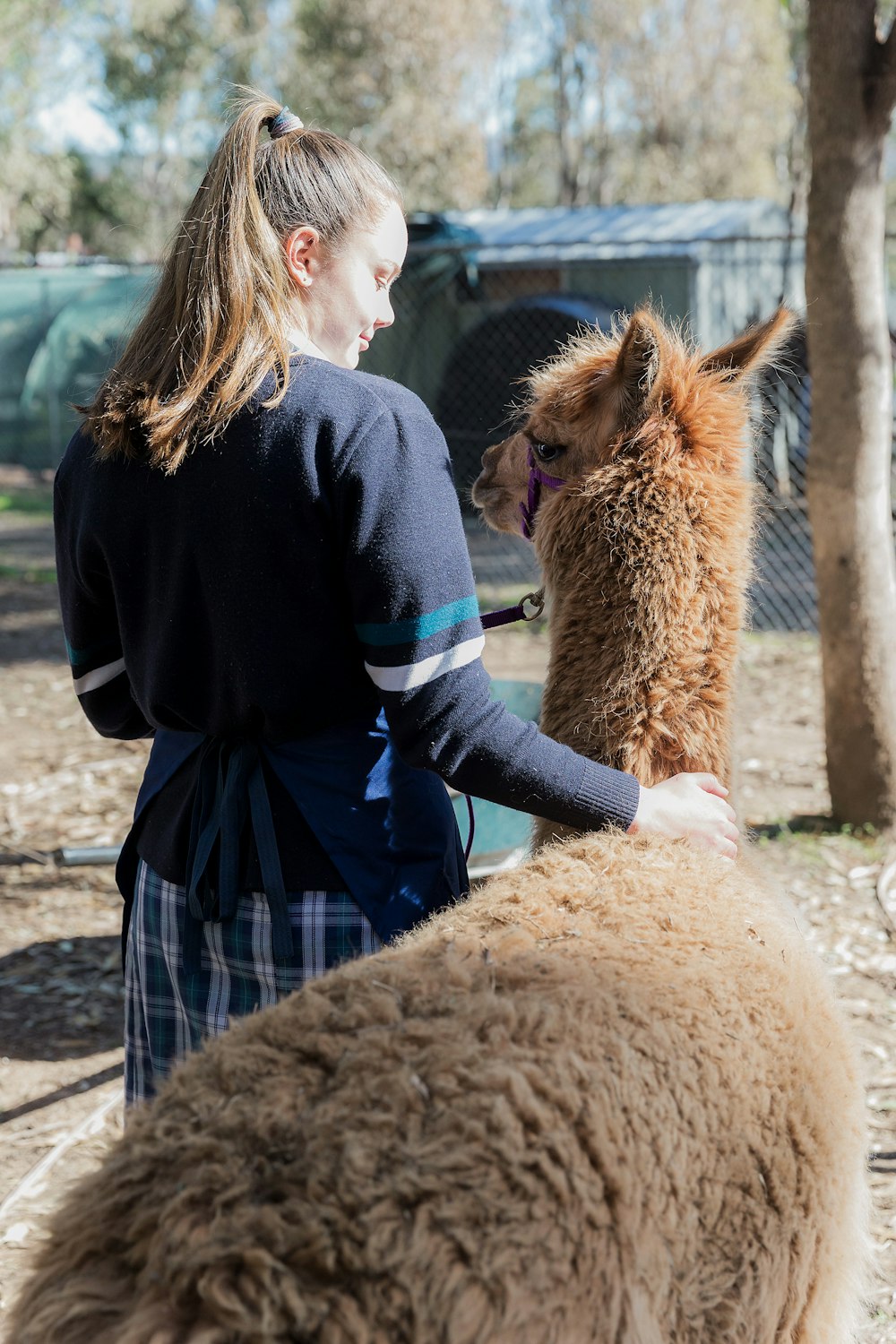woman touching alpaca beside her
