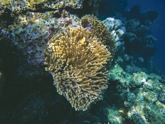 An underwater scene featuring a vibrant coral reef with a large anemone, in which a small clownfish is nestled. The reef displays a variety of colors and textures, with different species of coral surrounding the anemone. Soft, diffused light filters through the water, creating a serene and otherworldly atmosphere.