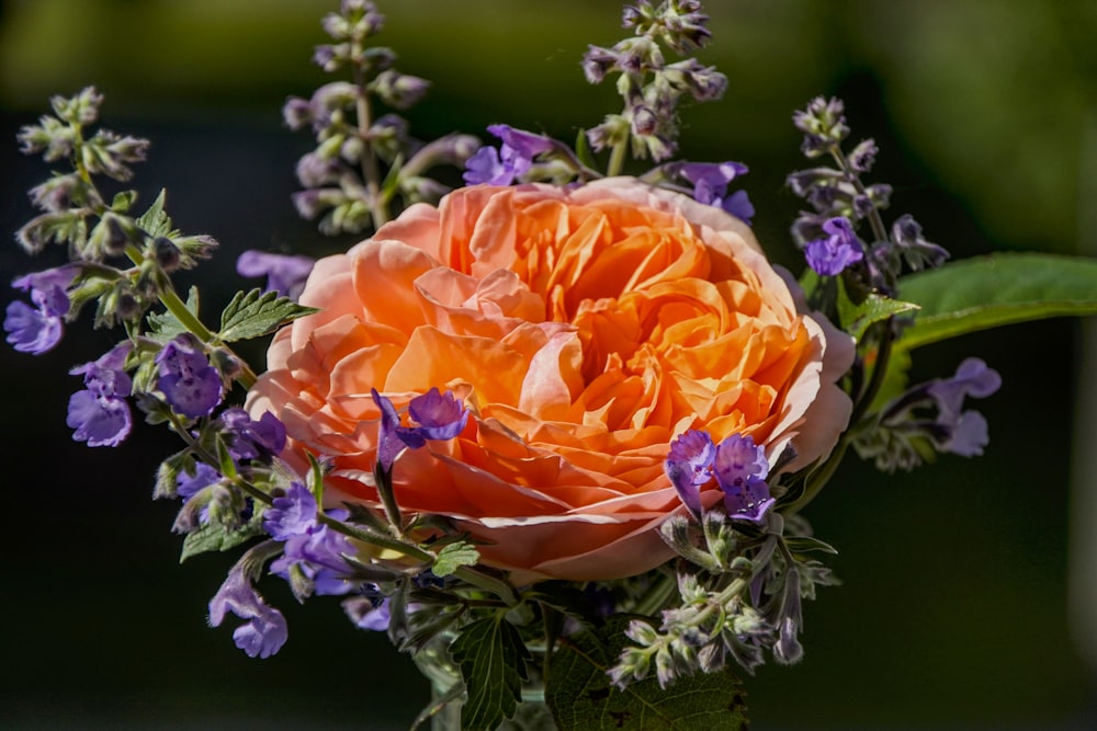 orange flower