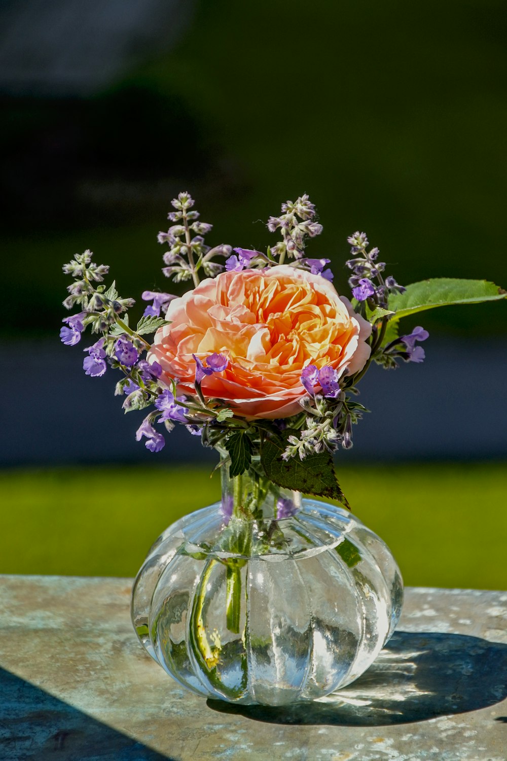 orange flower