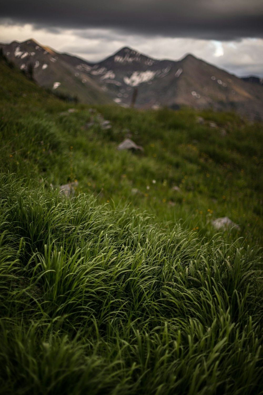 a grassy field with mountains in the background