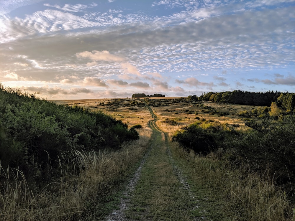 green grass on dirt road