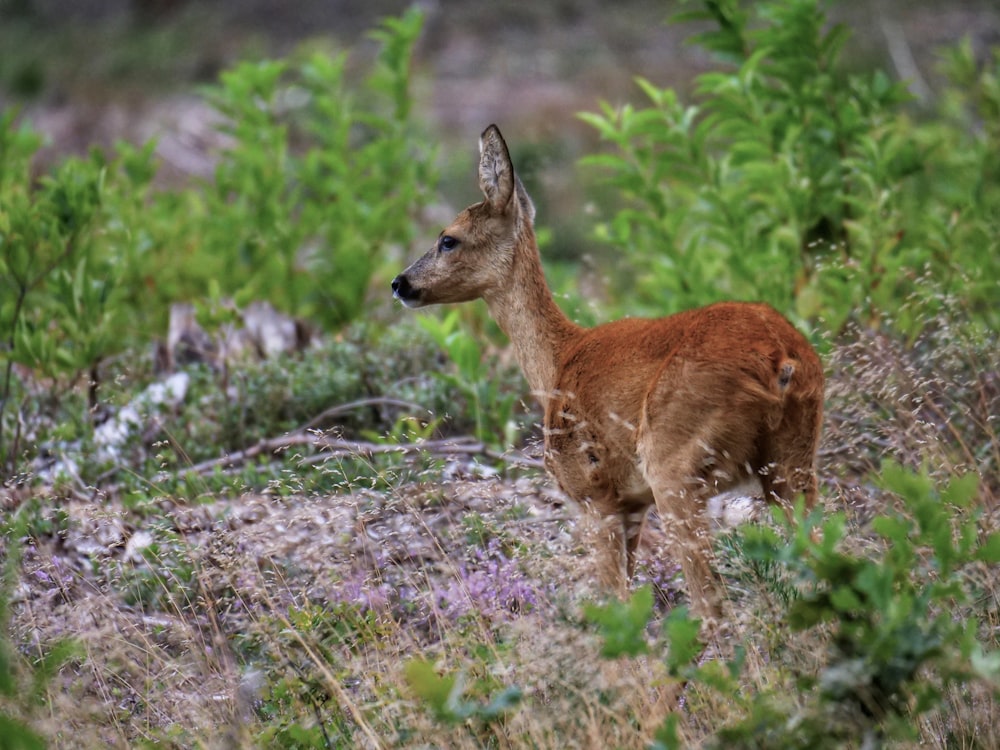 brown deer