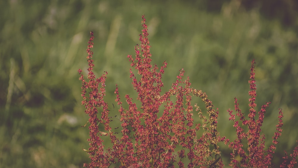 red petaled flowers close-up photography